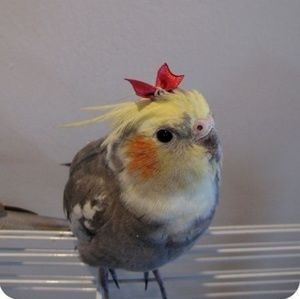 Meet your Posher, Jade